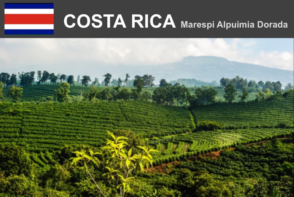 コスタリカ　マレスピ・アルキミア・ドラダ　ハニー