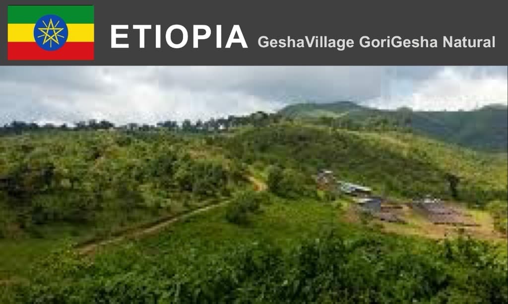 エチオピア    ゲシャビレッジ     シャヤ    ゴリゲシャ