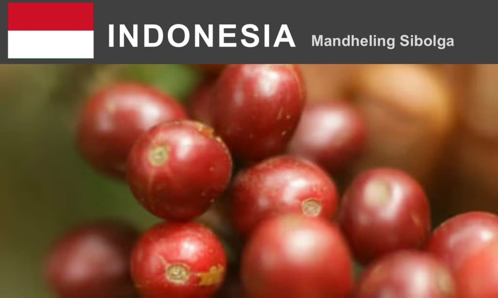 インドネシア　マンデリン　シボルガ